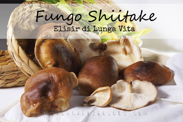 funghi shiitake