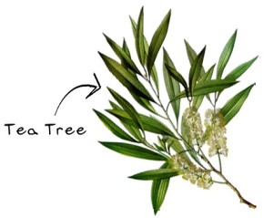 tea tree figura