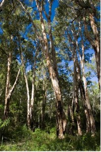 tea tree