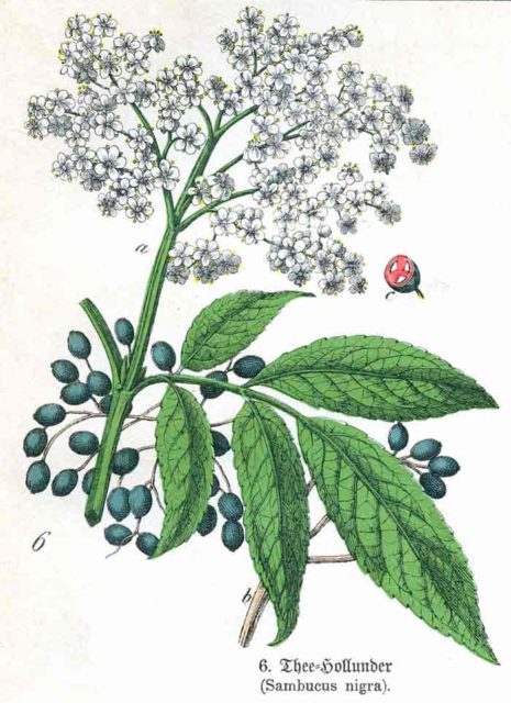 sambuco Sambucus_nigra