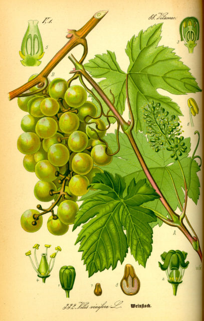 vite rossa Illustration_Vitis_vinifera0