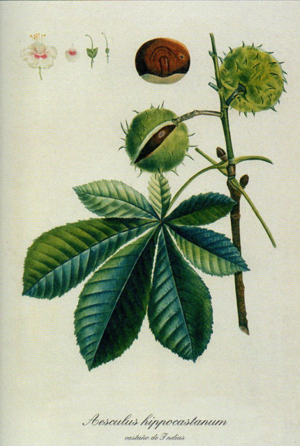 castaño de indias